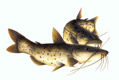 Catfish
